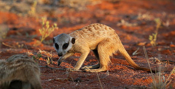Meercat - Tswalu - South Africa
