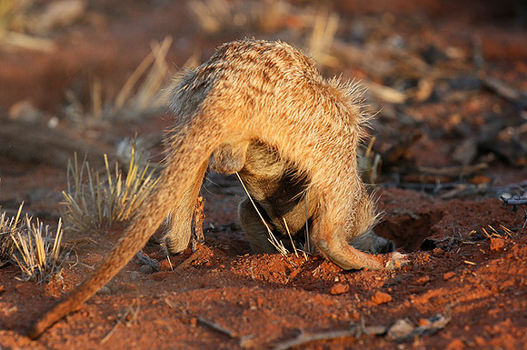 Meercat - Tswalu - South Africa