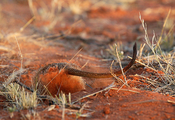 Meercat - Tswalu - South Africa