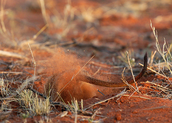 Meercat - Tswalu - South Africa