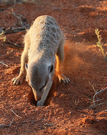 Meercat - Tswalu - South Africa