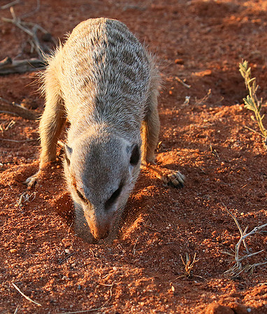Meercat - Tswalu - South Africa
