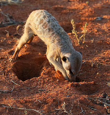 Meercat - Tswalu - South Africa