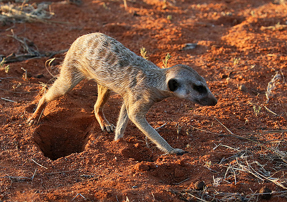 Meercat - Tswalu - South Africa