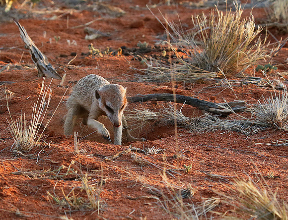 Meercat - Tswalu - South Africa