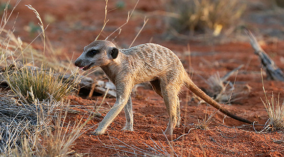 Meercat - Tswalu - South Africa