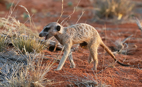Meercat - Tswalu - South Africa