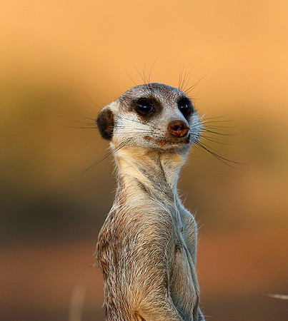 Meercat - Tswalu - South Africa
