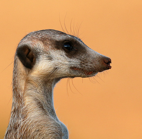 Meercat - Tswalu - South Africa