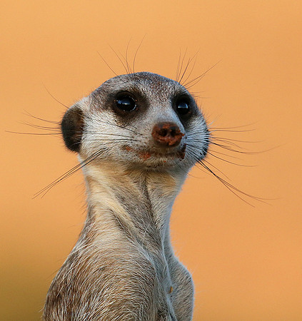 Meercat - Tswalu - South Africa