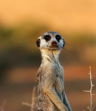 Meercat - Tswalu - South Africa