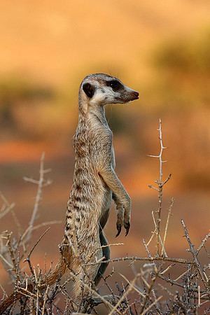Meercat - Tswalu - South Africa