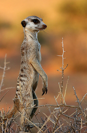 Meercat - Tswalu - South Africa