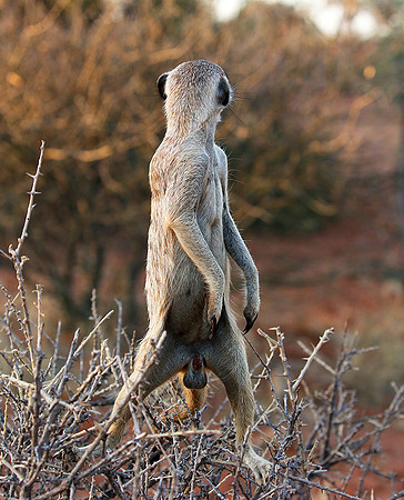 Meercat - Tswalu - South Africa