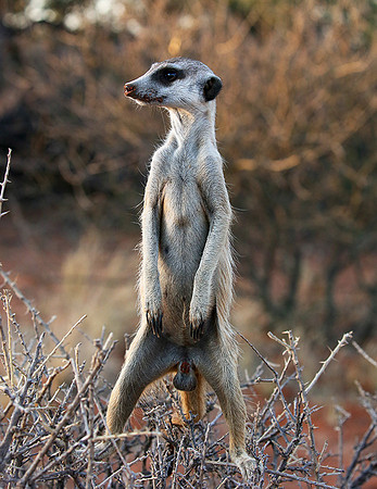 Meercat - Tswalu - South Africa