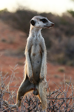 Meercat - Tswalu - South Africa