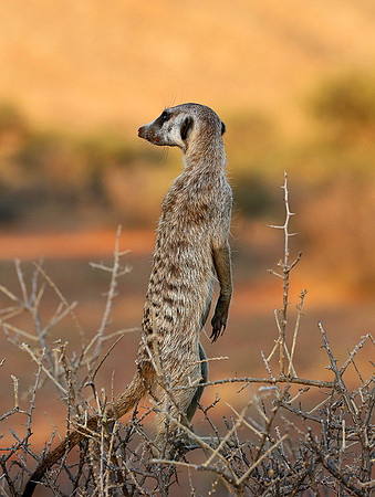 Meercat - Tswalu - South Africa