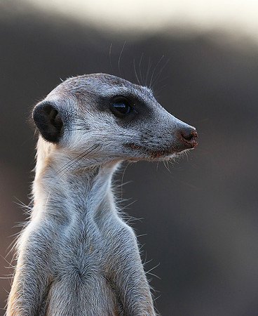 Meercat - Tswalu - South Africa