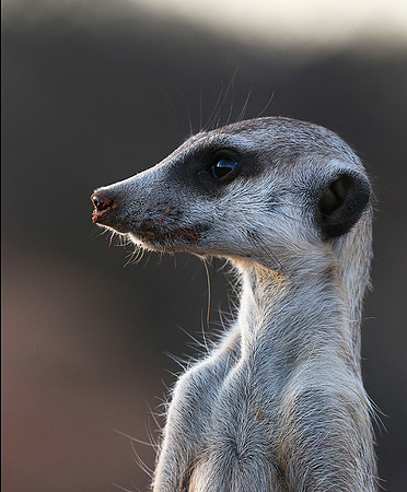 Meercat - Tswalu - South Africa