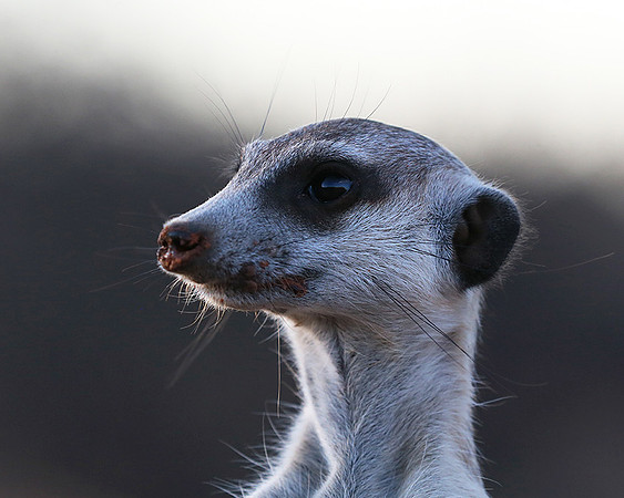 Meercat - Tswalu - South Africa