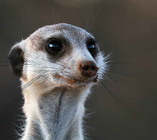 Meercat - Tswalu - South Africa