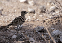 Coursers