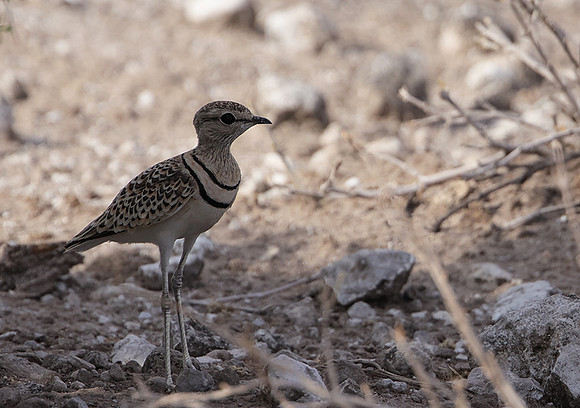 Double-banded courser - Tau Pan
