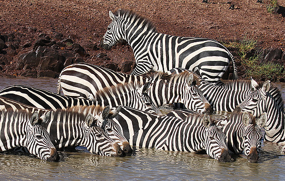 Serengeti - Grumeti Private Reserve