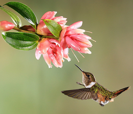 Volcano humming bird