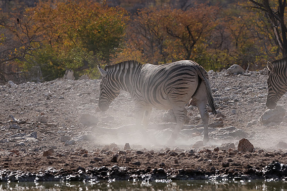 Burchell's zebra - Ongava Private Reserve