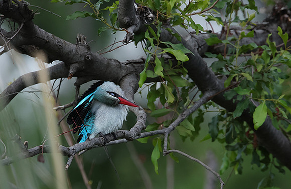 Woodland kingfisher - Delta of Okavango