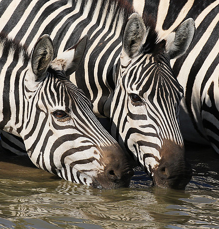 Serengeti - Grumeti Private Reserve