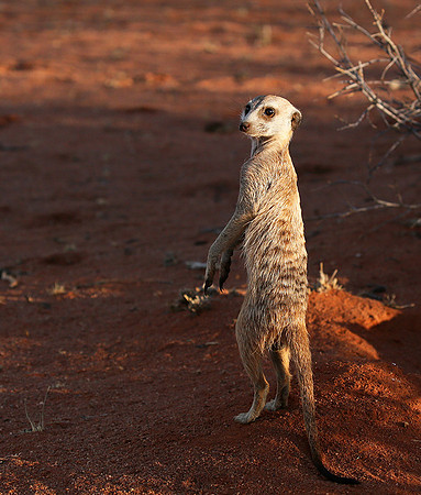 At Tswalu private game reserve