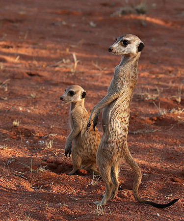 At Tswalu private game reserve