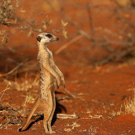 At Tswalu private game reserve