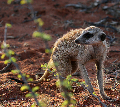 At Tswalu private game reserve