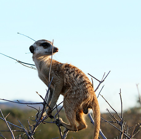 At Tswalu private game reserve