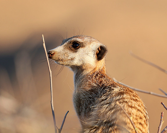 At Tswalu private game reserve