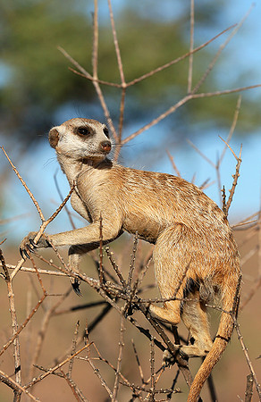 At Tswalu private game reserve