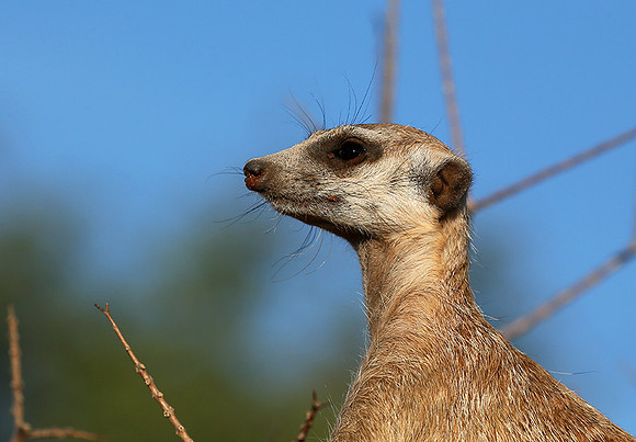 At Tswalu private game reserve
