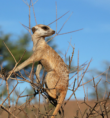 At Tswalu private game reserve