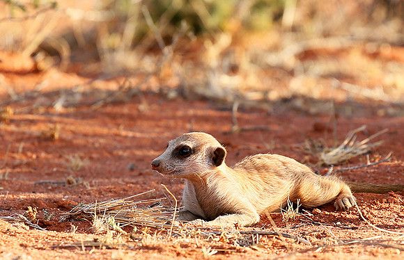 At Tswalu private game reserve
