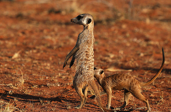 At Tswalu private game reserve