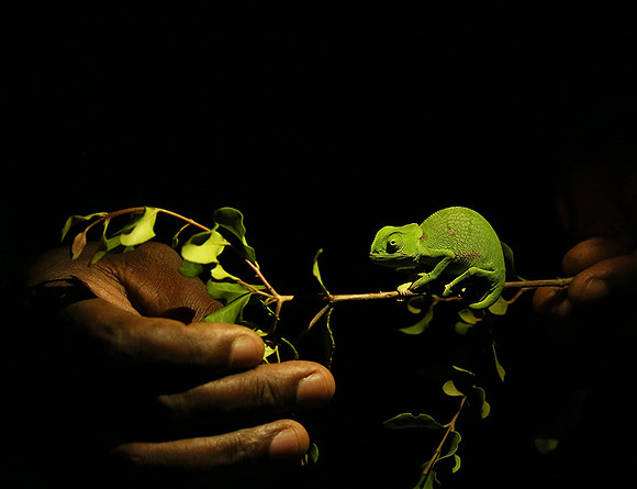 At Madikwe game reserve