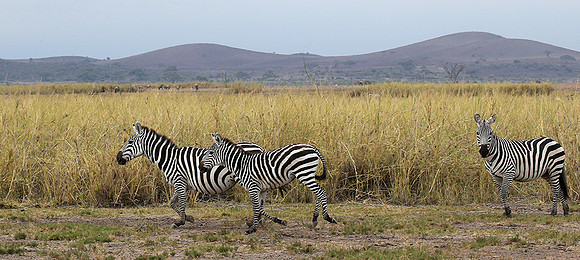 Amboseli National Park