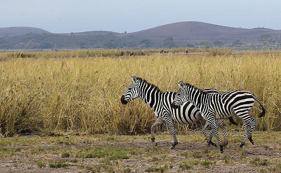 Amboseli National Park