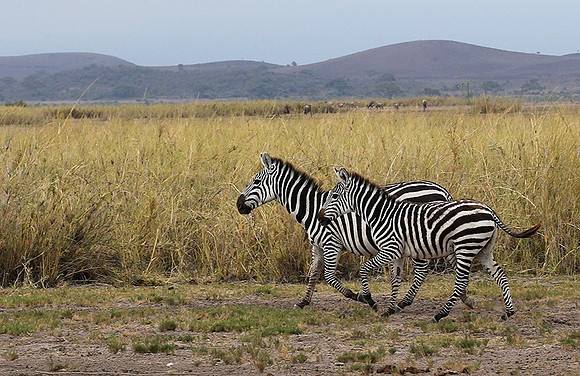 Amboseli National Park