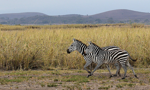 Amboseli National Park