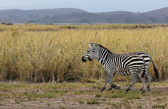 Amboseli National Park