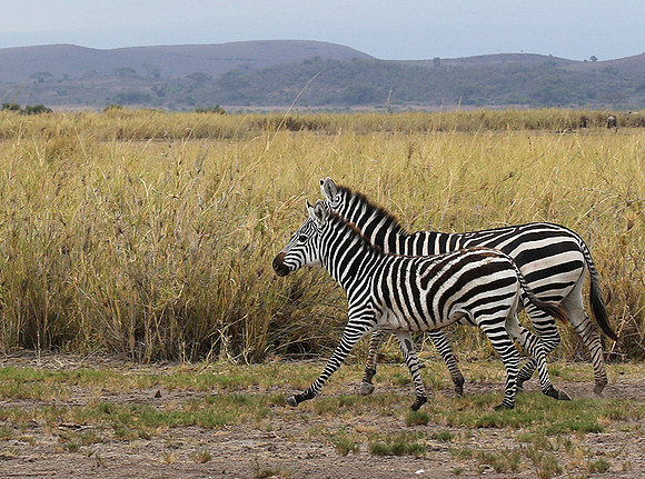 Amboseli National Park